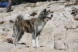 AKITA INU 289